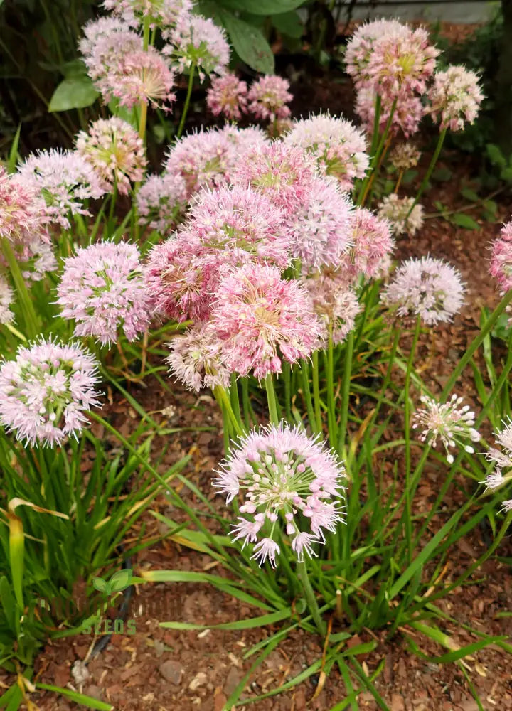 Premium Allium Nutans Flower Seeds for Elegant Garden Planting