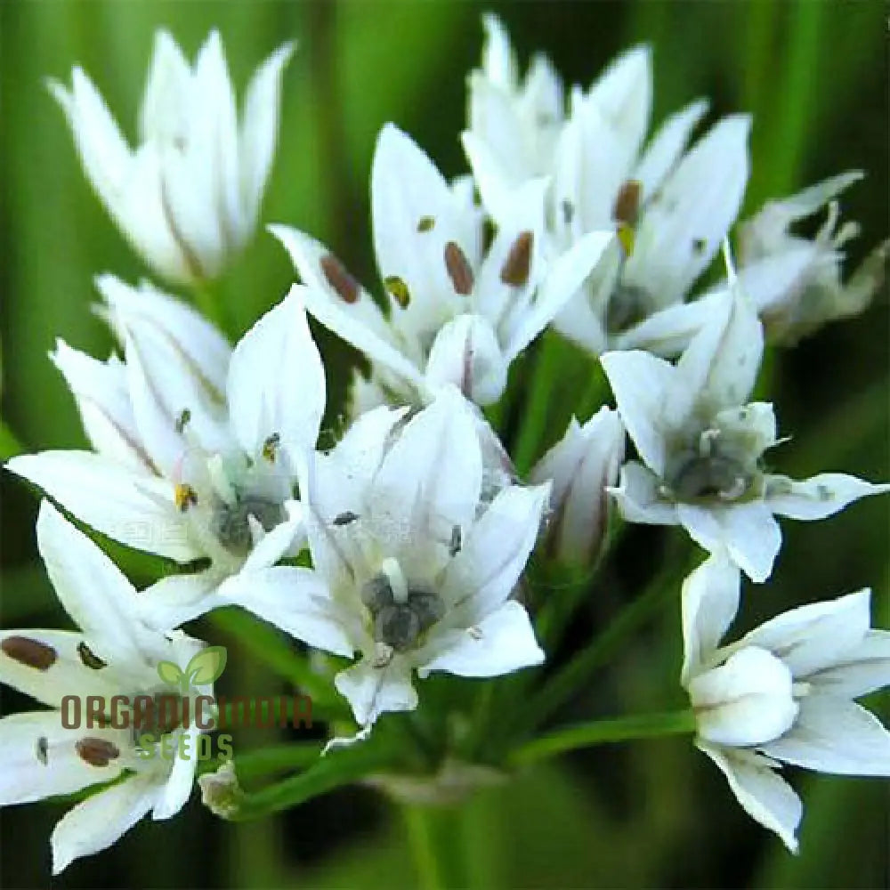â€™Allium Ramosum Flower Seeds For Planting Beautiful And Fragrant Garden Blooms Seeds