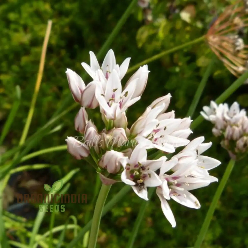 â€™Allium Ramosum Flower Seeds For Planting Beautiful And Fragrant Garden Blooms Seeds