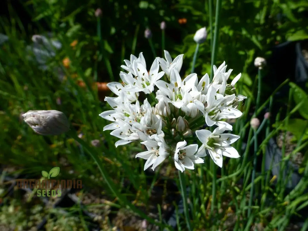 â€™Allium Ramosum Flower Seeds For Planting Beautiful And Fragrant Garden Blooms Seeds