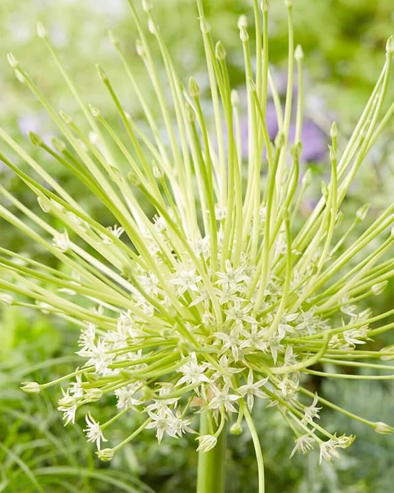 Allium Seeds Ideal for Modern and Architectural Garden Designs