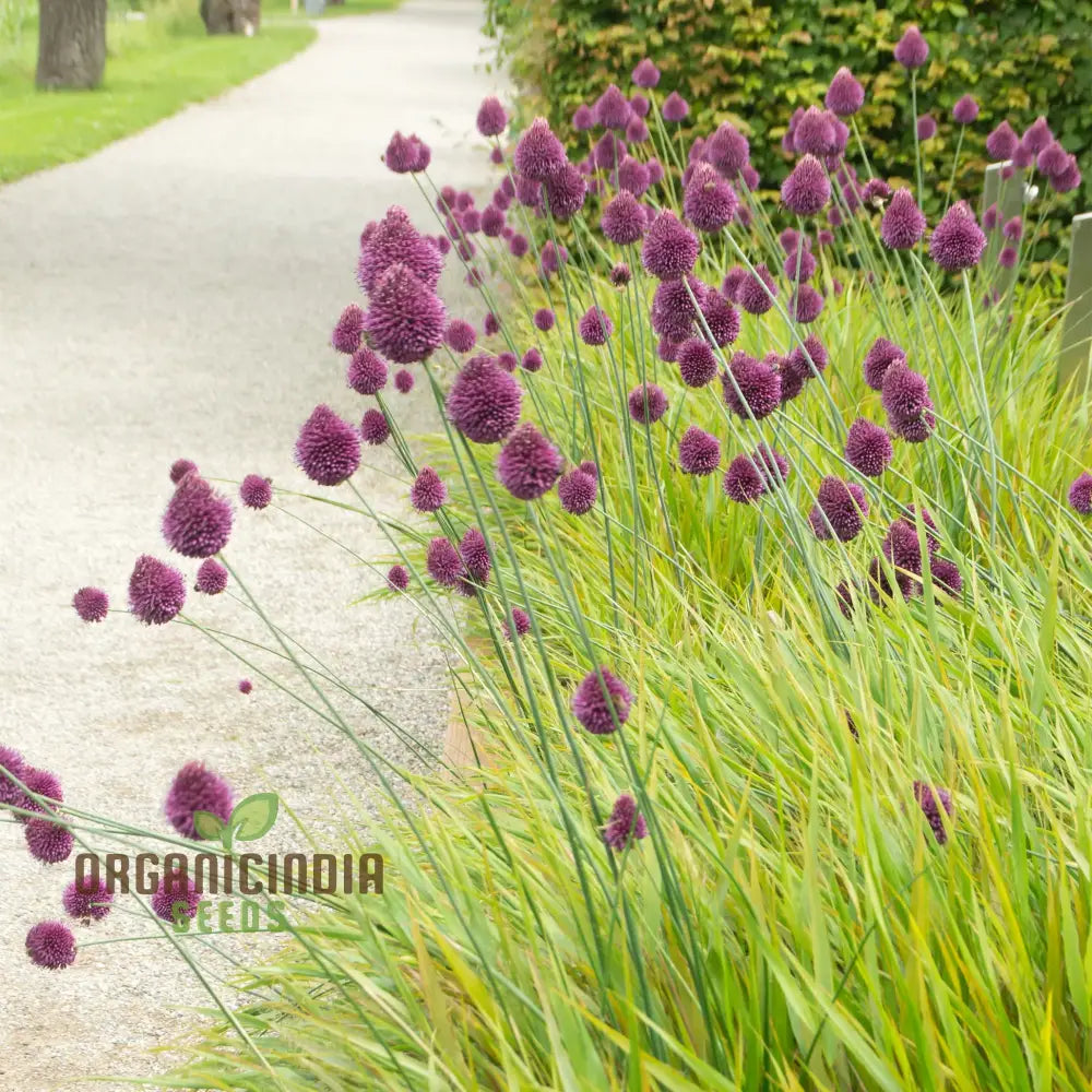 Allium Sphaerocephalon Growing in Garden Border