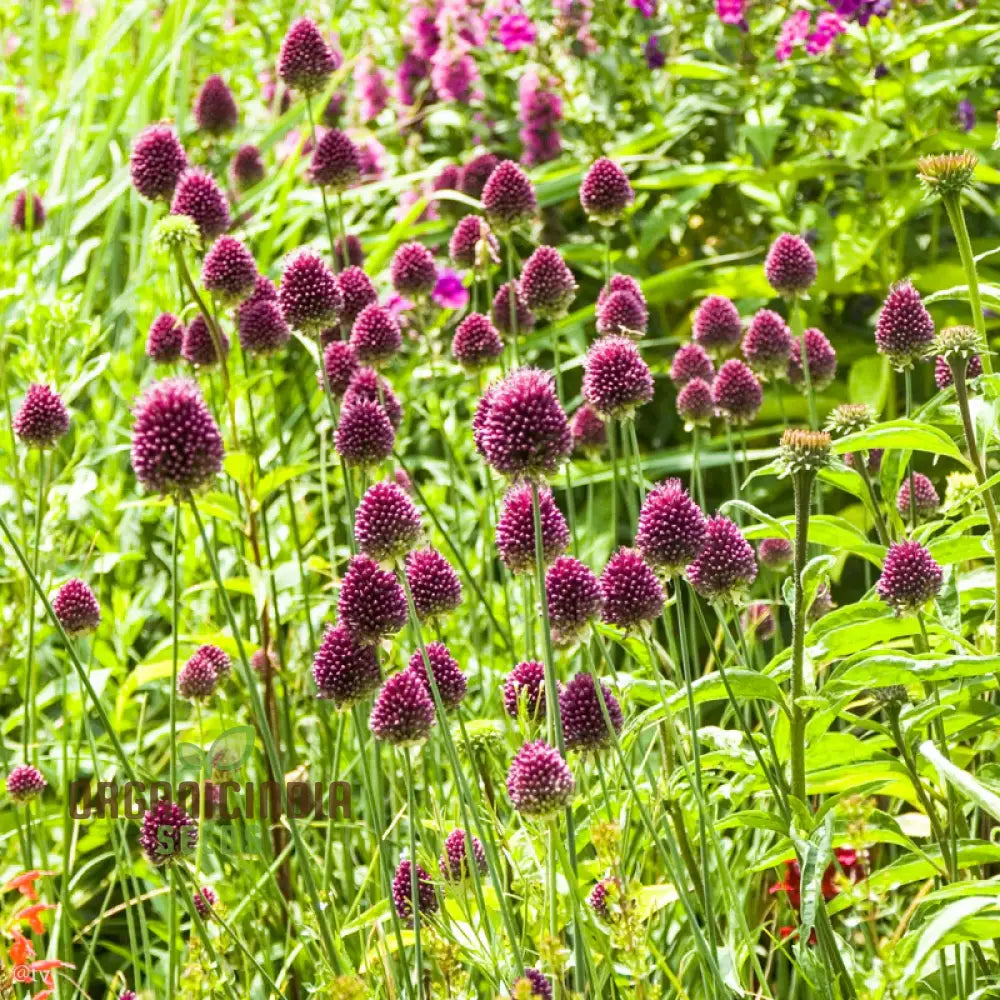 Allium Sphaerocephalon Flower Seeds for Planting