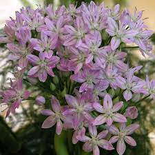 Pollinator-Friendly Allium Unifolium Flower Seeds for Garden Blooming