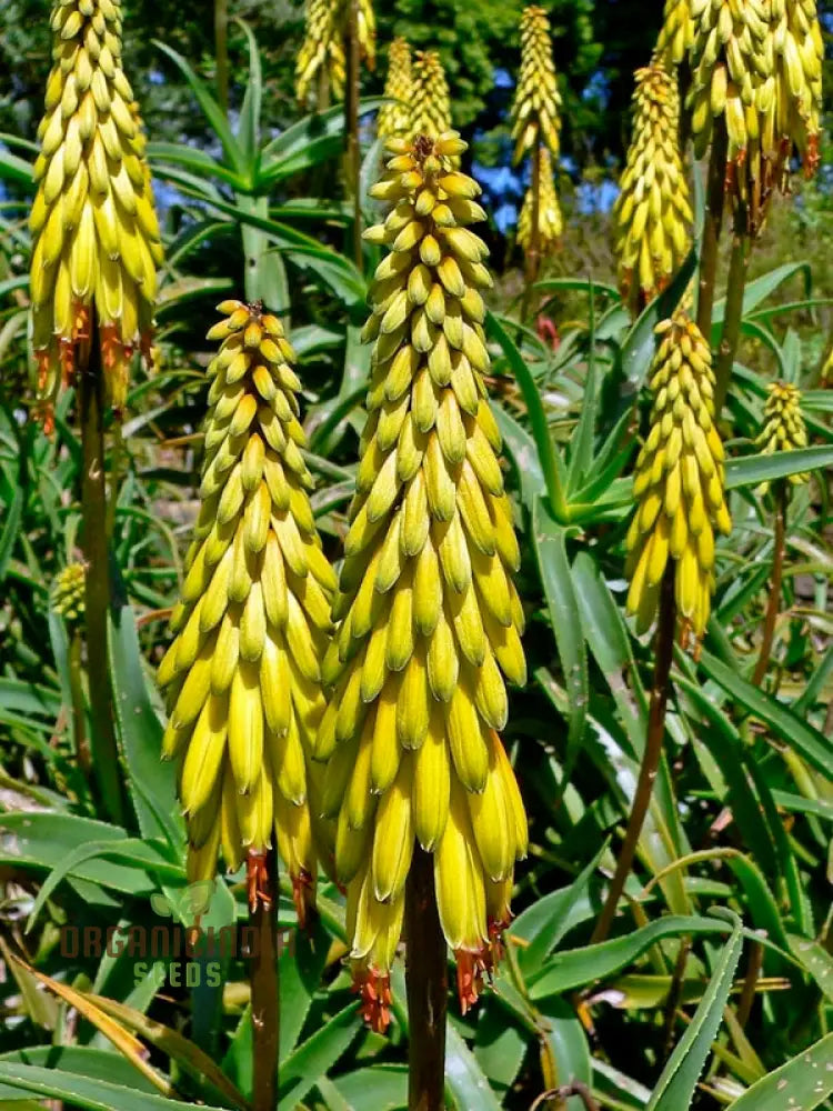 Aloe Striatula Flower Seeds For Planting Premium Quality Exotic And Resilient Gardensâ€™ Seeds