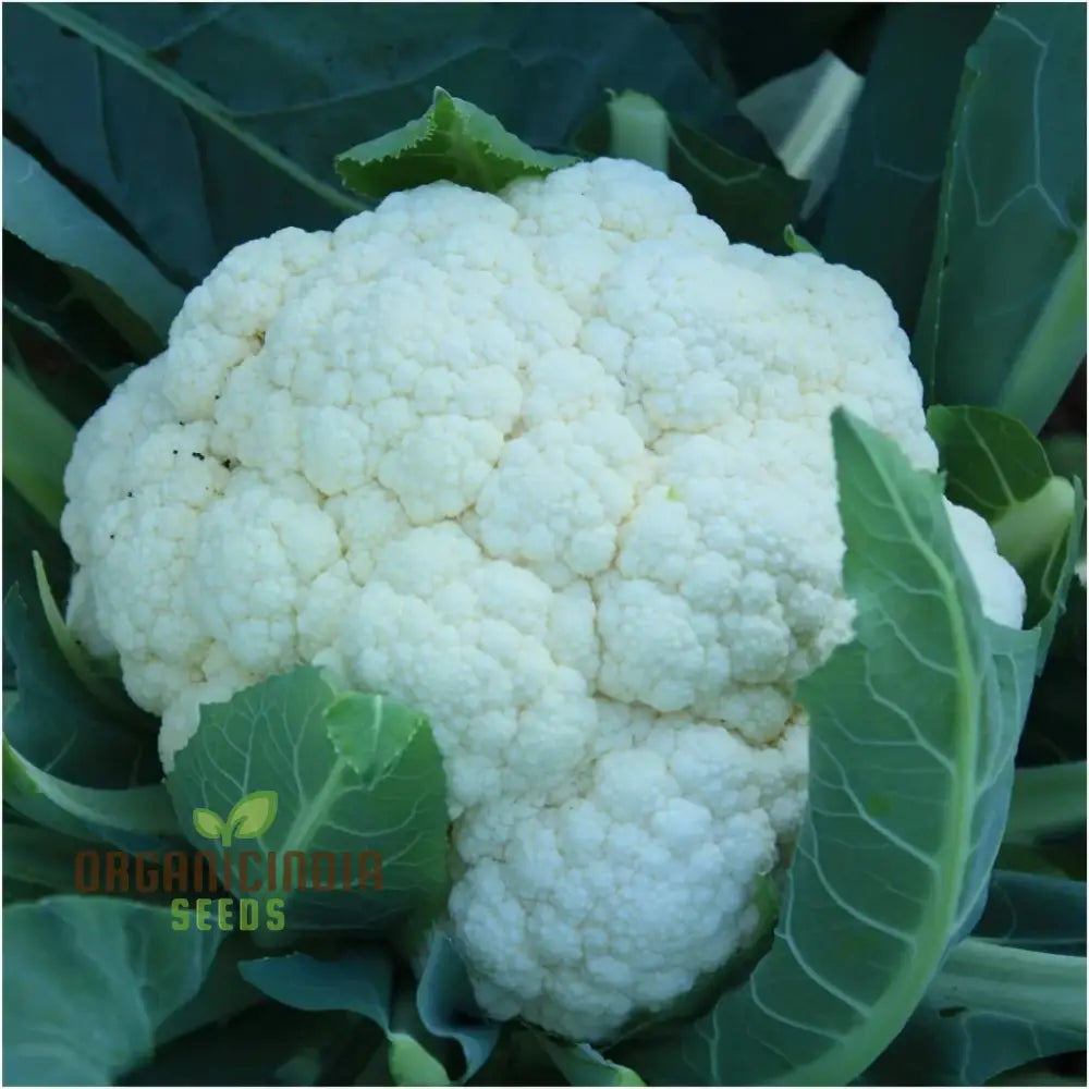 Mature Alpha Cauliflower Plant from Seeds, Garden Vegetable Variety