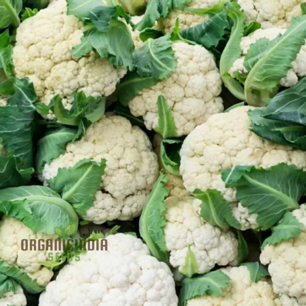 Alpha Cauliflower Seeds for Planting, Premium Organic Vegetable Seeds