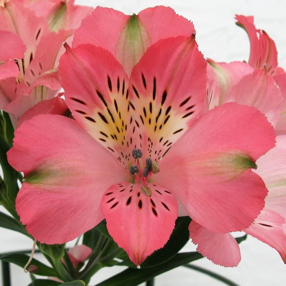 Alstroemeria Flower Seeds for Long-Lasting Garden Color