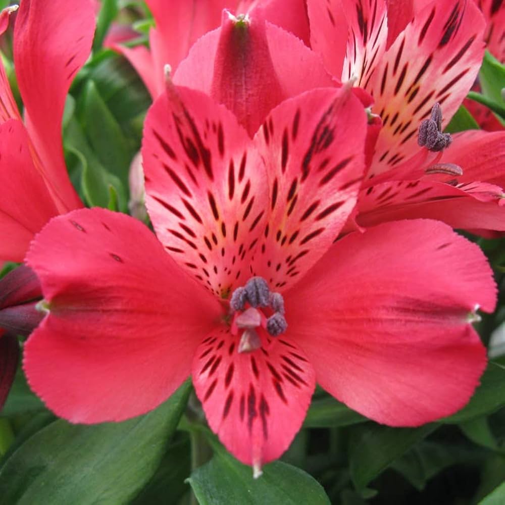 Alstroemeria Flower Seeds for Colorful Garden Blooms