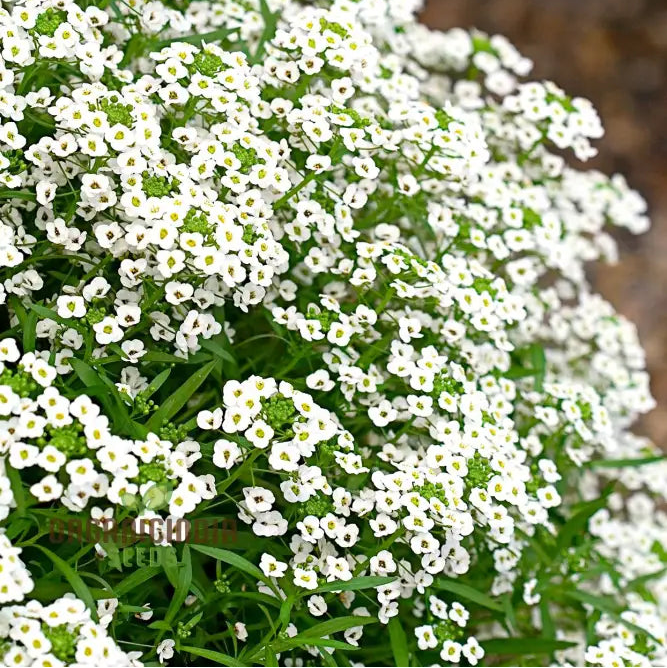 Lobularia Maritima Alyssum Sweet seeds for planting wildflowers