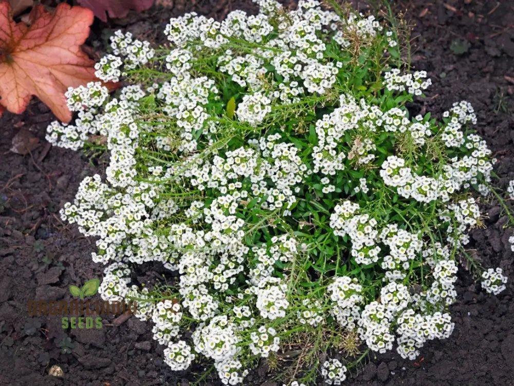 Mature Lobularia Maritima Alyssum Sweet plant grown from seeds