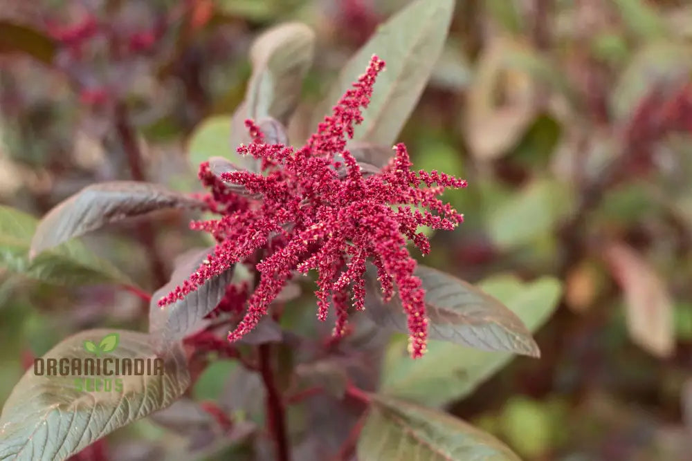 Edible Amaranth Leaves from Heirloom Mix, Nutritious Garden Greens
