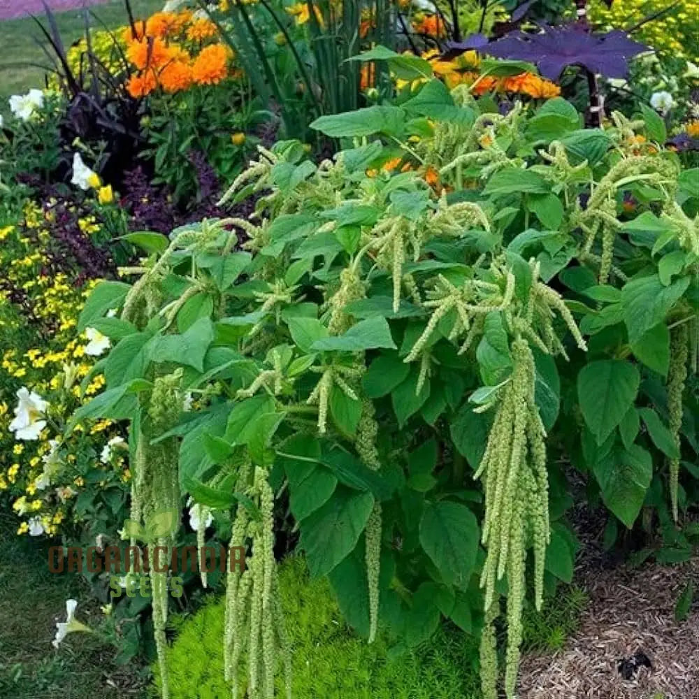 Mature Amaranth Heirloom Mix Plants, Vibrant Leaves and Flower Heads
