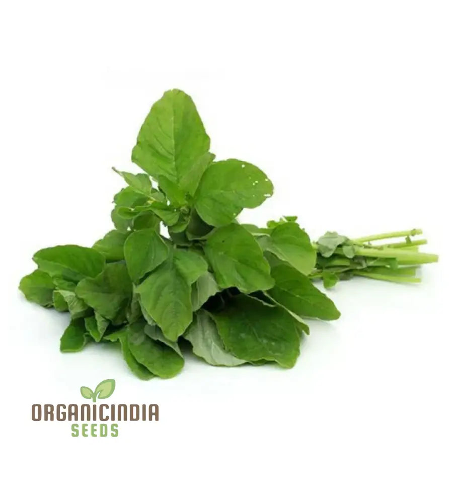 Fresh Amaranth Leaves from Seeds, Nutrient-Rich Garden Greens