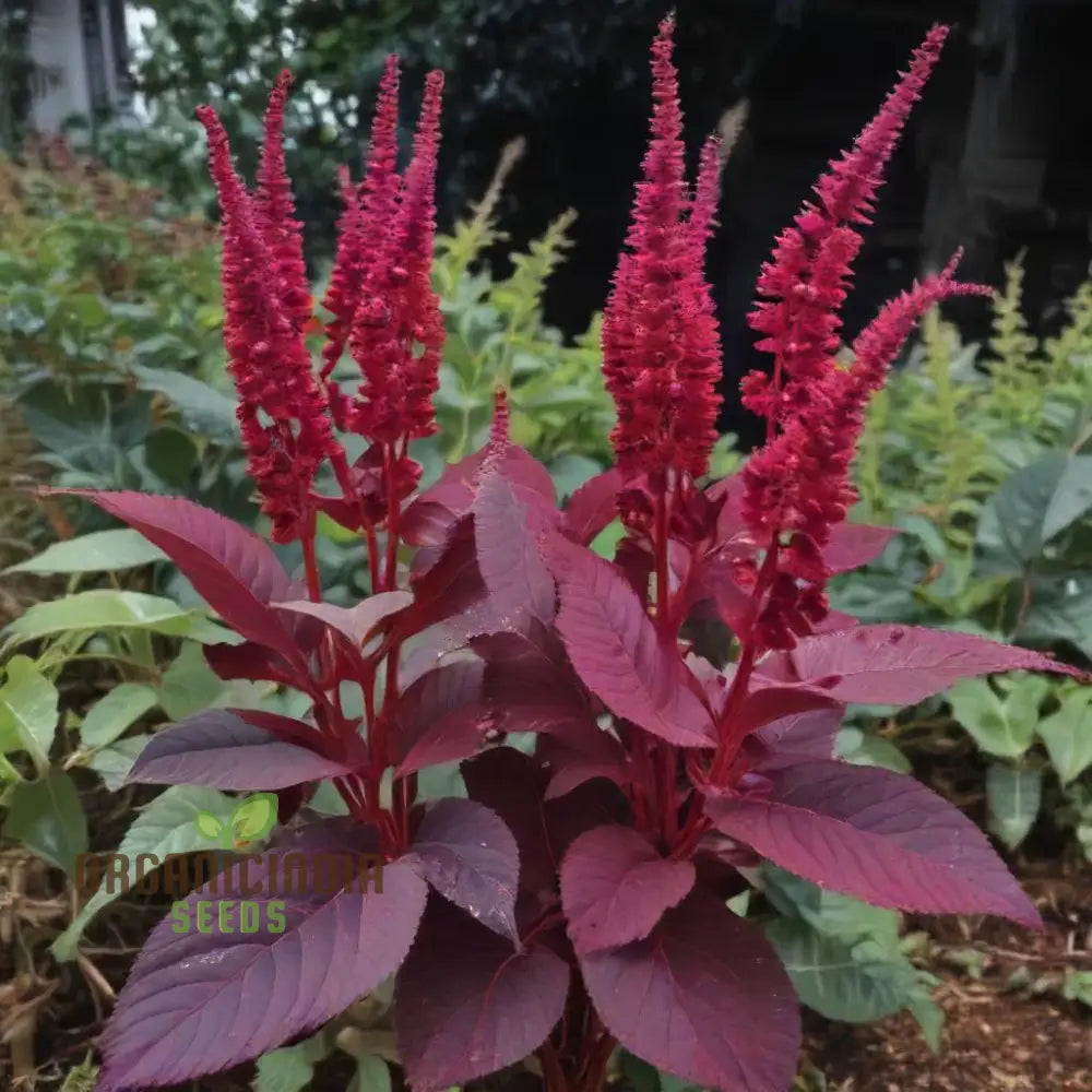 Deep Red Amaranth Leaves from Midnight Red Variety