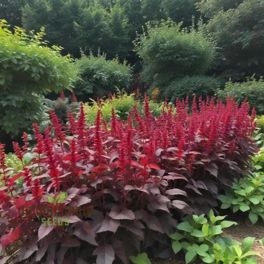 Mature Midnight Red Amaranth Plant from Seeds