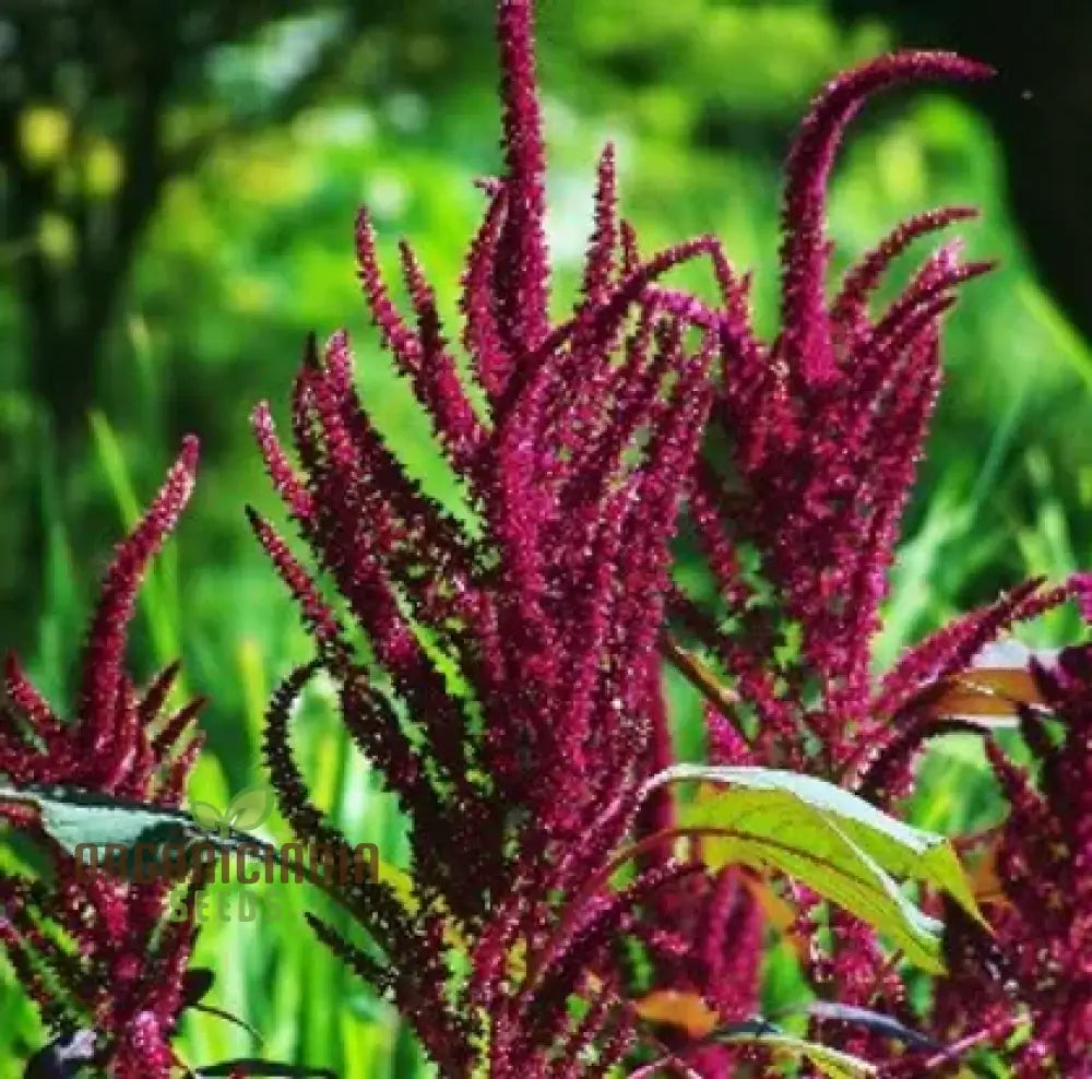 Mature Pygmy Torch Amaranth Plant from Seeds, Edible Leaves and Ornamental Flowers