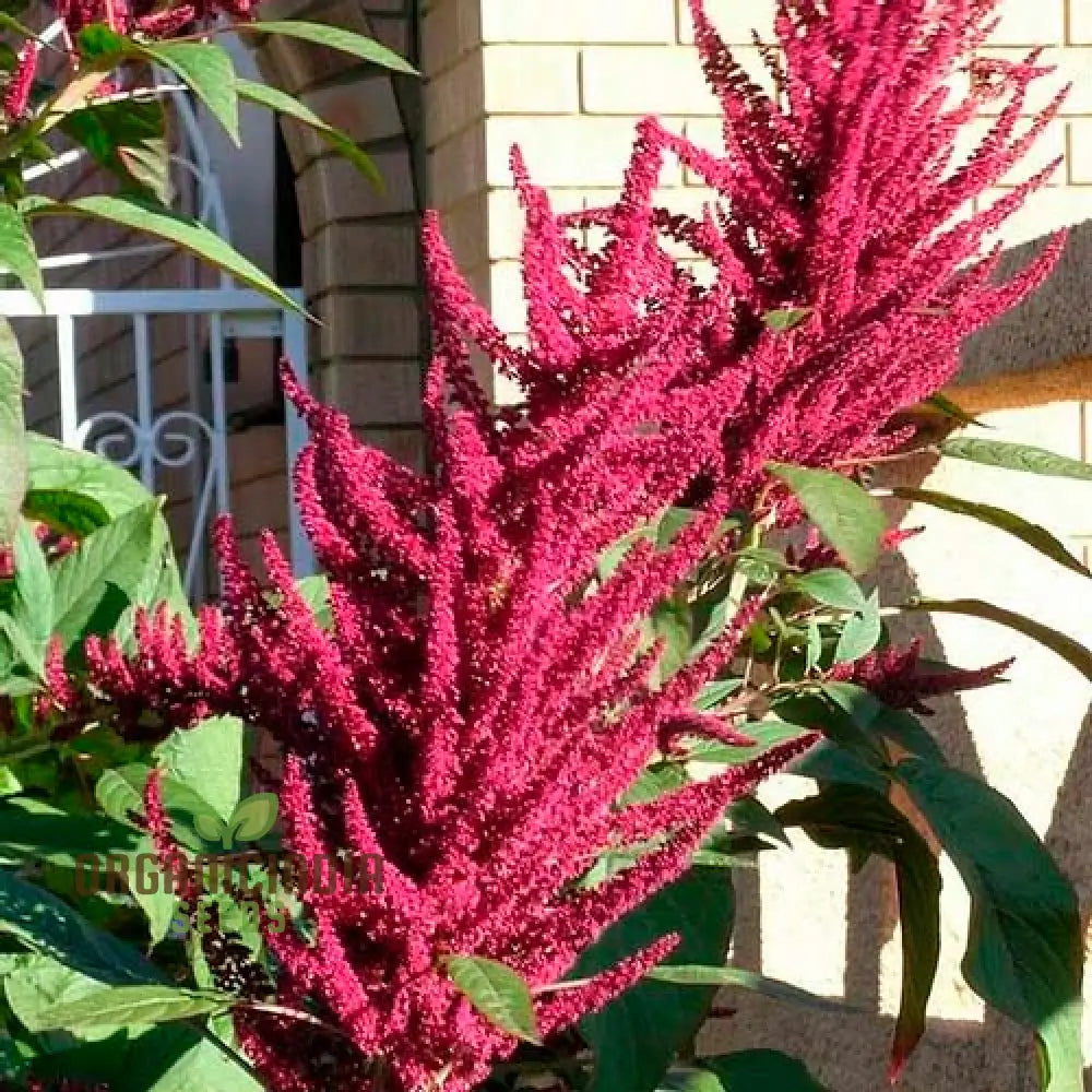Pygmy Torch Amaranth Seeds for Home Garden, Easy-to-Grow Leafy Greens and Flowers
