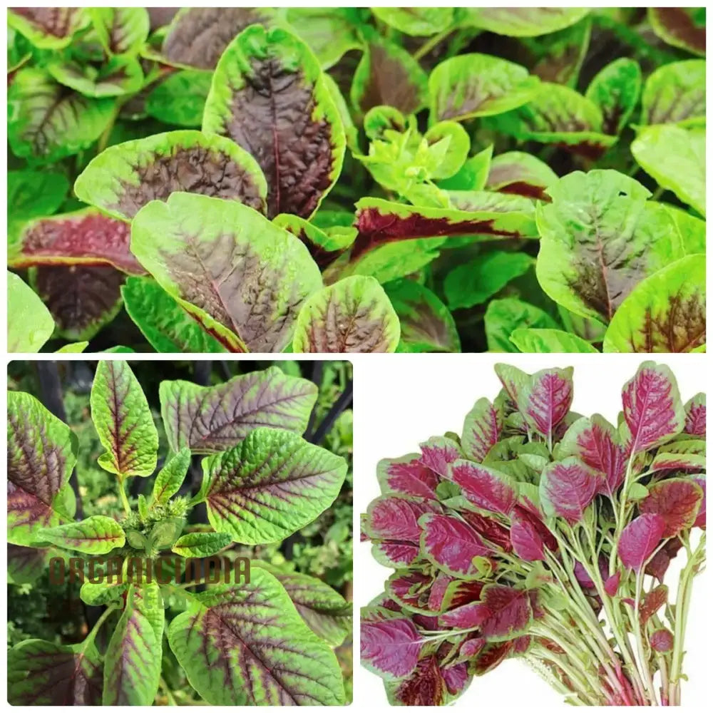 Amaranth - Red Leaf Seeds: â€™Premium Seeds For Planting And Gardening High-Quality Organic