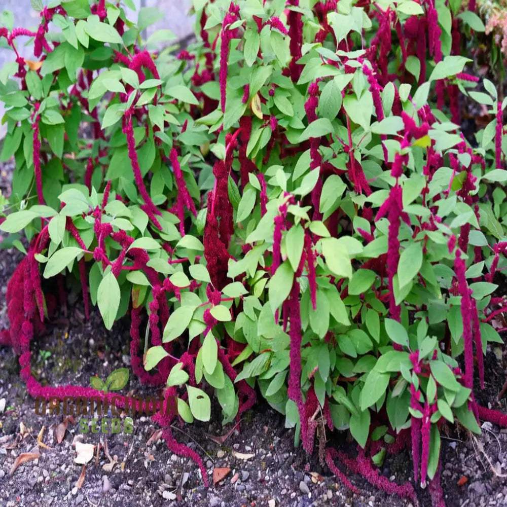 Amaranthus caudatus red seeds cascading red blooms