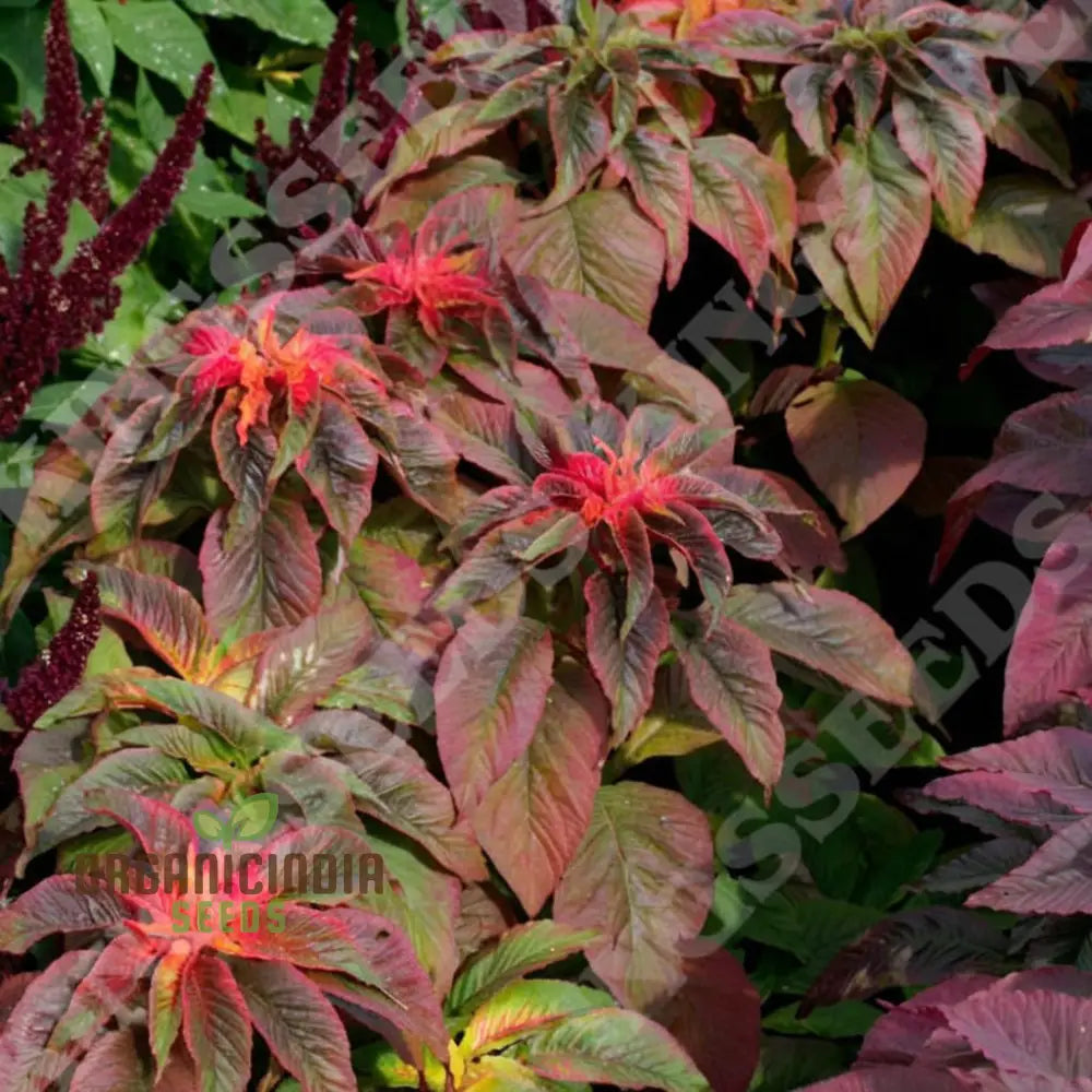 Amaranthus Illumination Seeds for Colorful Garden Foliage