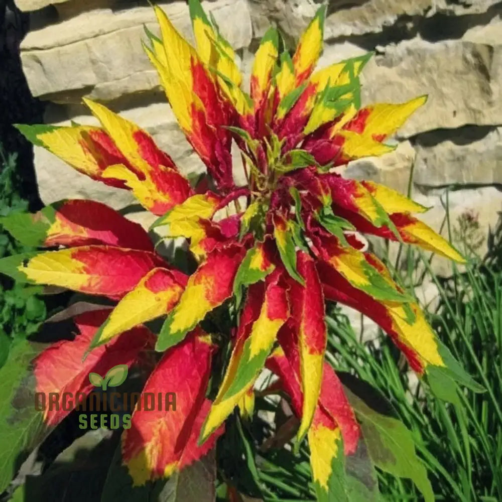 Amaranthus Tricolour Mixed Color Desi Flower Seeds - Vibrant And Colorful Blooms For Your Garden