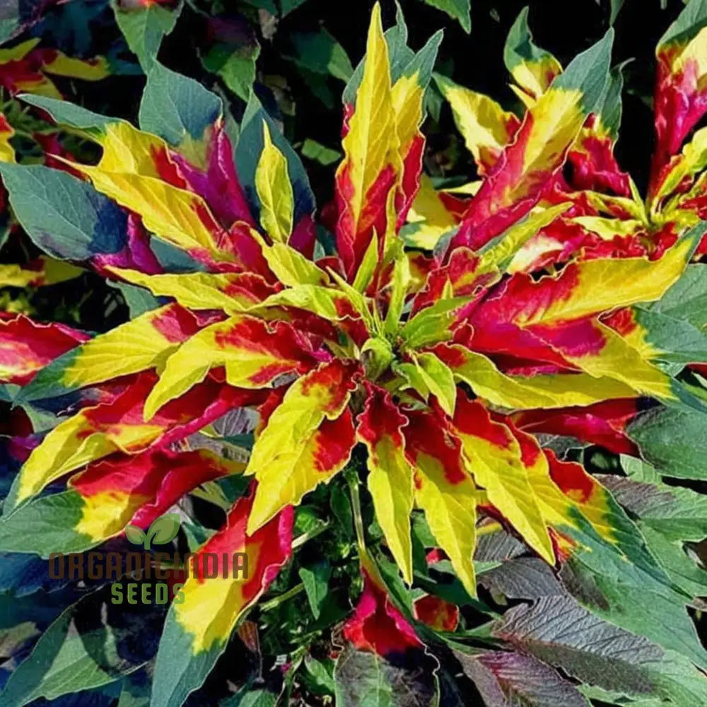 Amaranthus Tricolour Mixed Color Desi Flower Seeds - Vibrant And Colorful Blooms For Your Garden