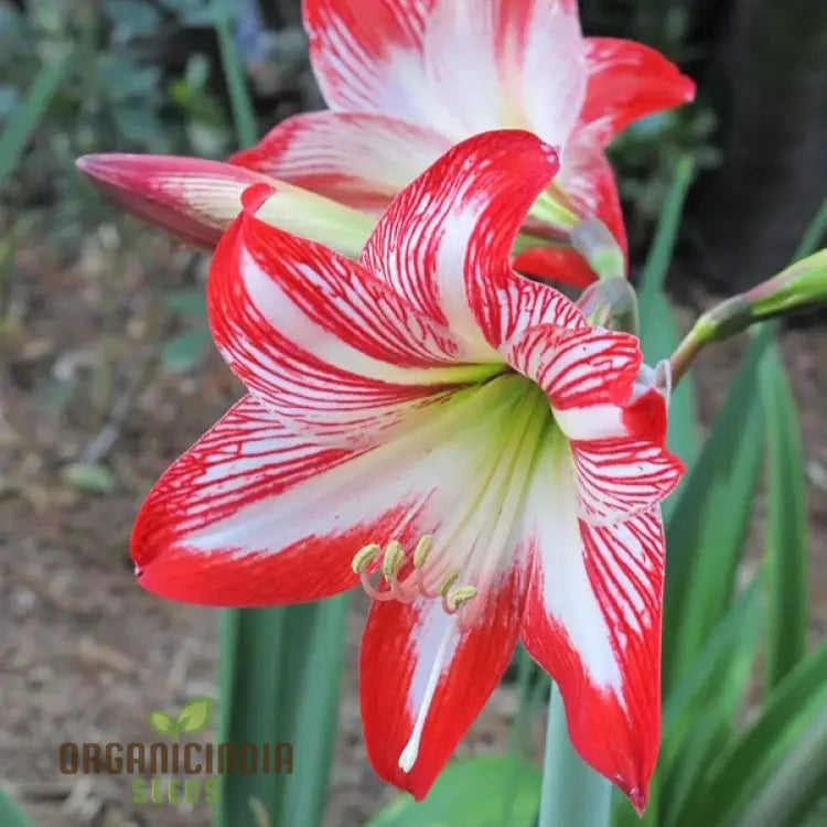 Amaryllis Lily Mix Seeds For Planting | Colorful Flowers Gardening Enthusiasts
