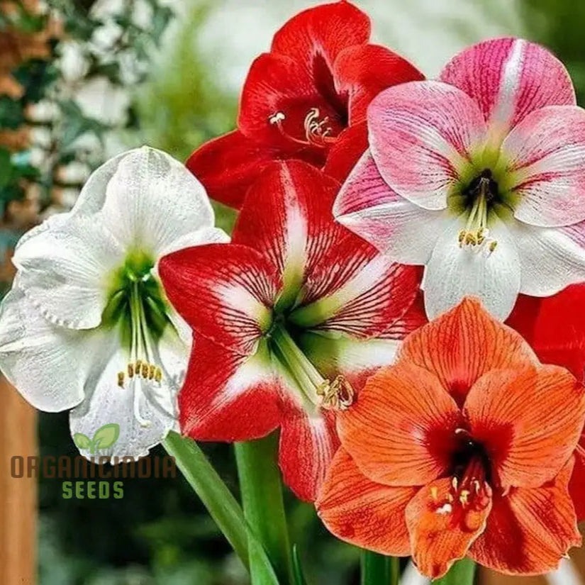 Amaryllis Lily Mix Seeds For Planting | Colorful Flowers Gardening Enthusiasts
