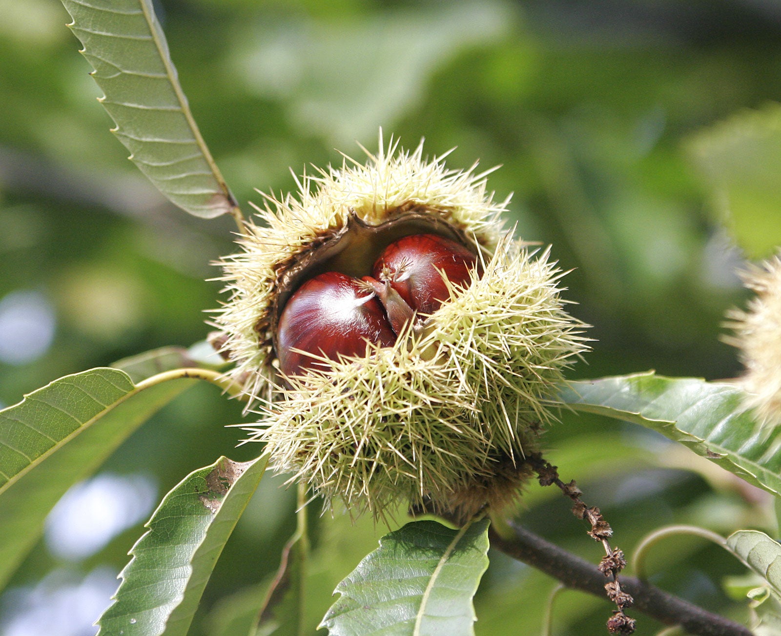 Buy American Chestnut Seeds for Home and Forest Planting