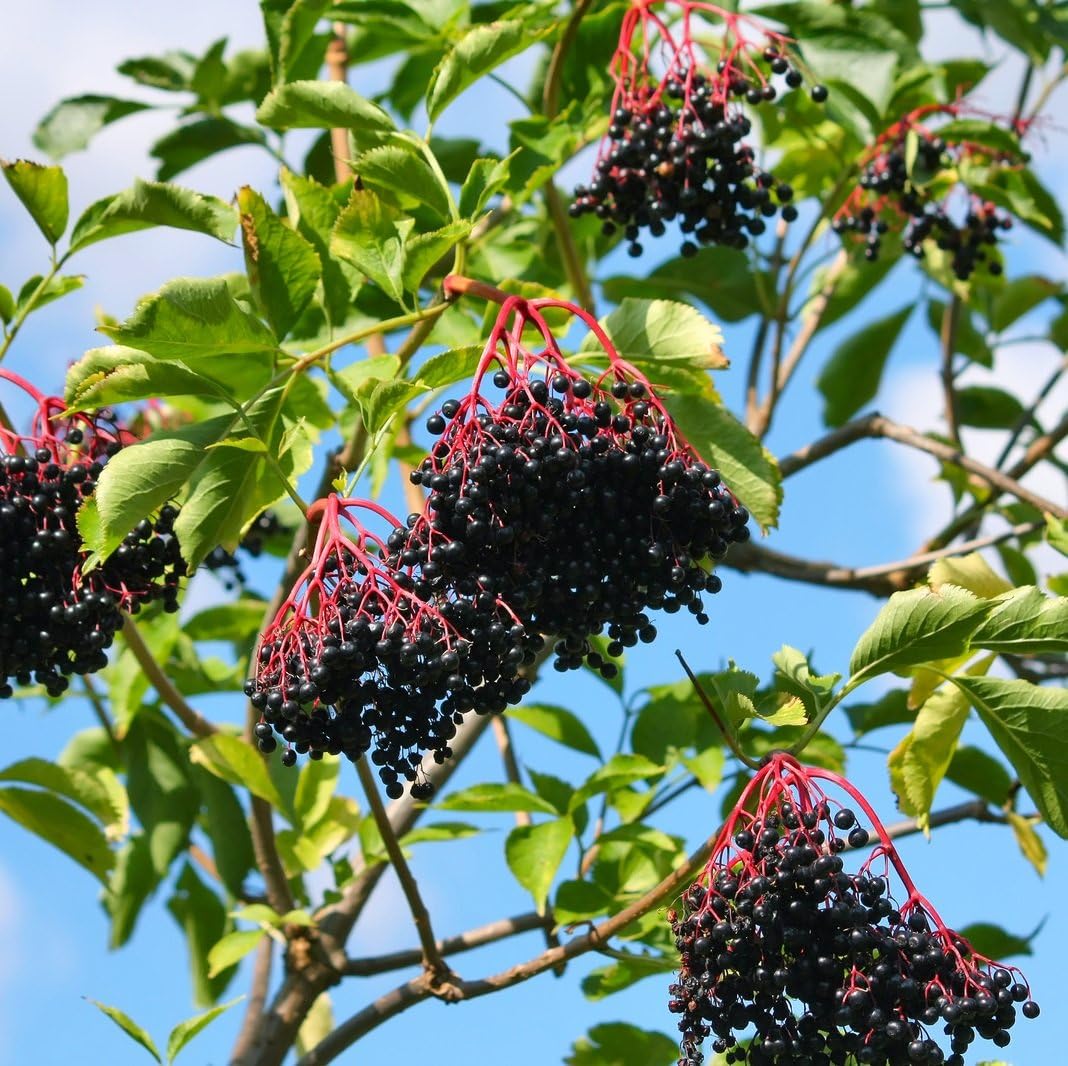 American Elderberry Seeds Non GMO for planting