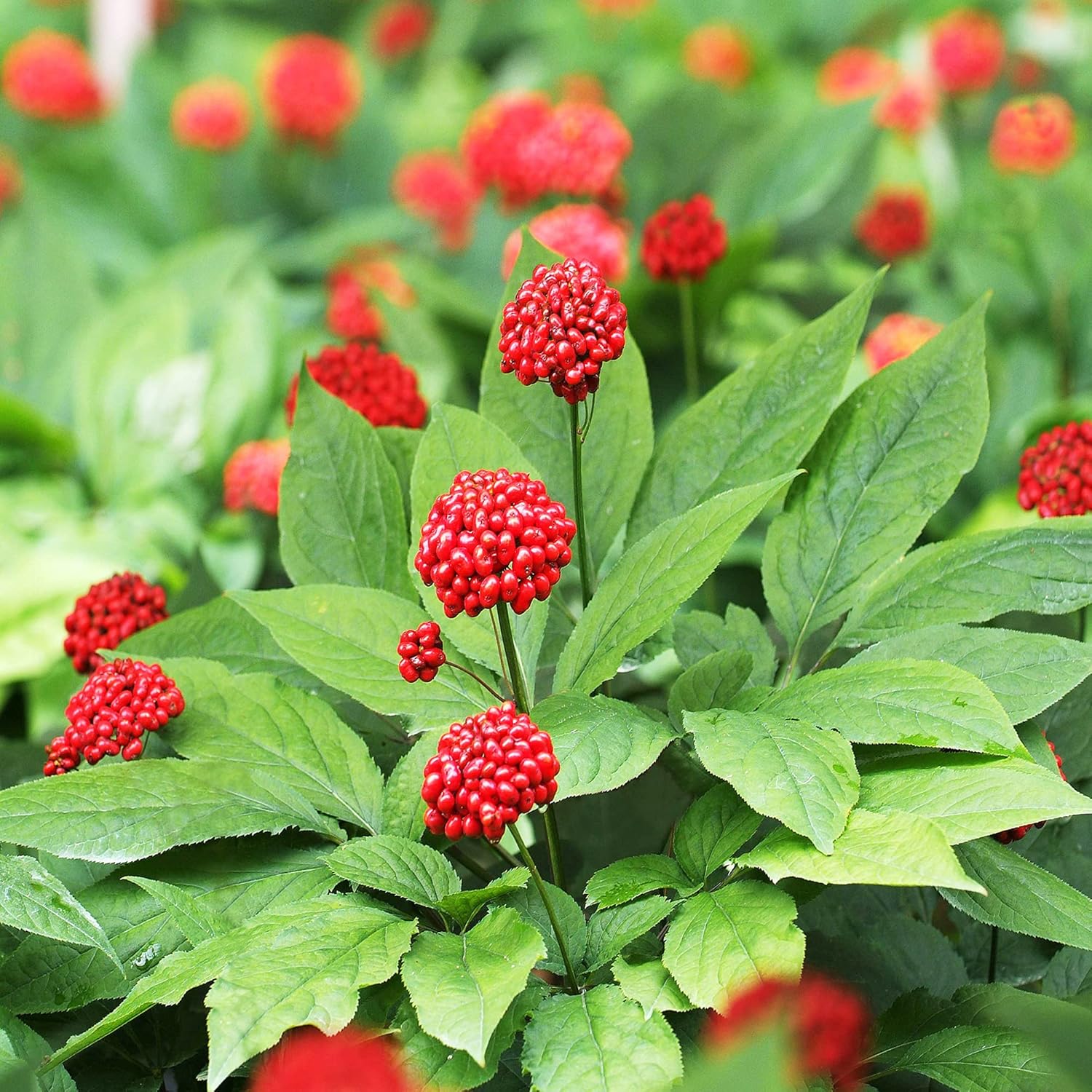 American Ginseng Seeds Panax Quinquefolius Herb Seeds for Planting