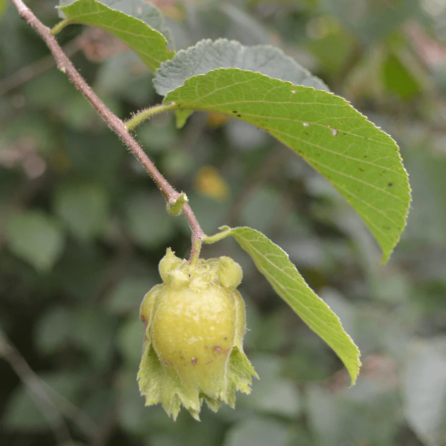 American hazelnut seeds for planting hardy nut-bearing shrubs