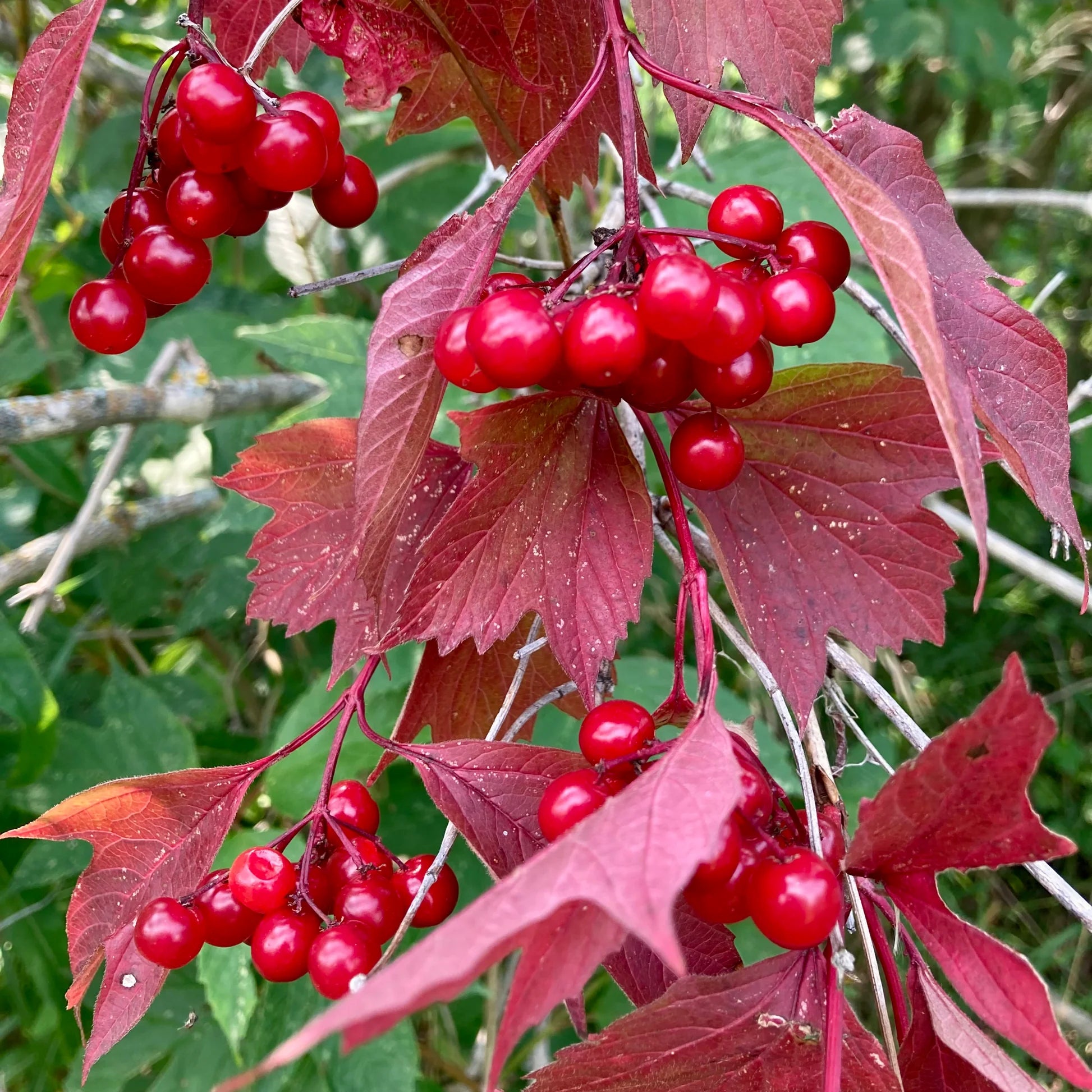 Non-GMO American High-Bush Cranberry Seeds – Hardy Fruiting Shrub