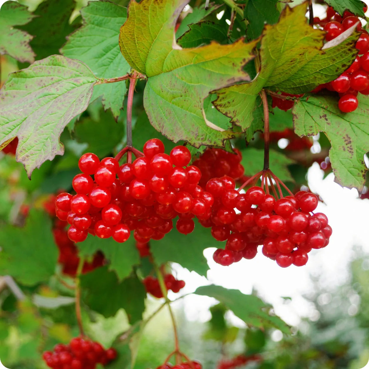 American Highbush Cranberry Seeds Non-GMO for Planting