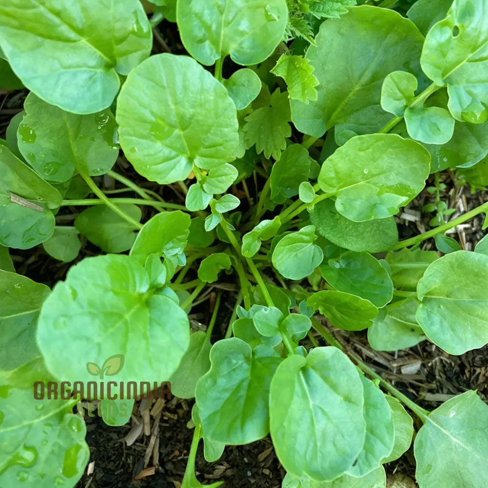 American Land Cress Seeds â€“ Elevate Your Gardening Journey With Nutrient-Rich Greens Straight