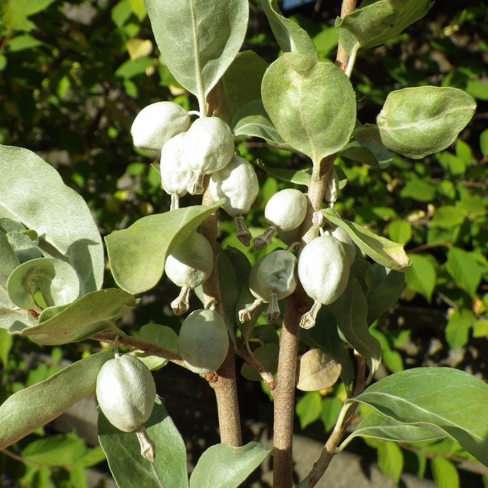 American Silverberry Seeds (Elaeagnus commutata) for Planting