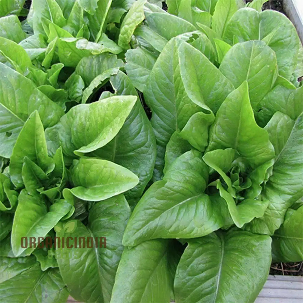 Amish Deer Tongue Lettuce Plants Growing in Garden from Seeds