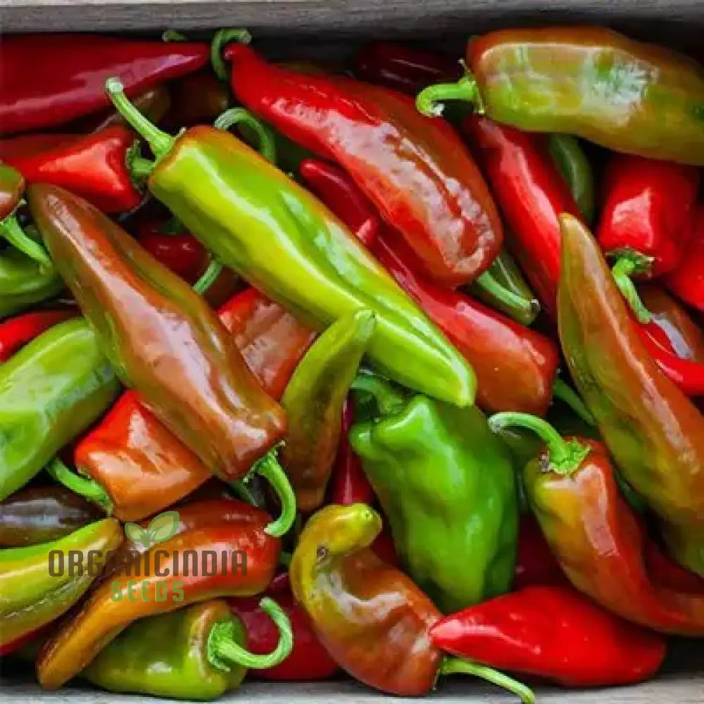 Anaheim Chili Hot Pepper Seeds, Easy-to-Grow Medium-Hot Pepper Seeds
