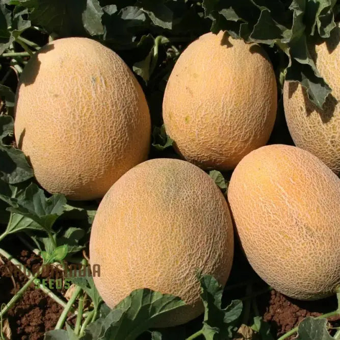 Ananas Melon Seeds For Planting - High-Quality Your Garden