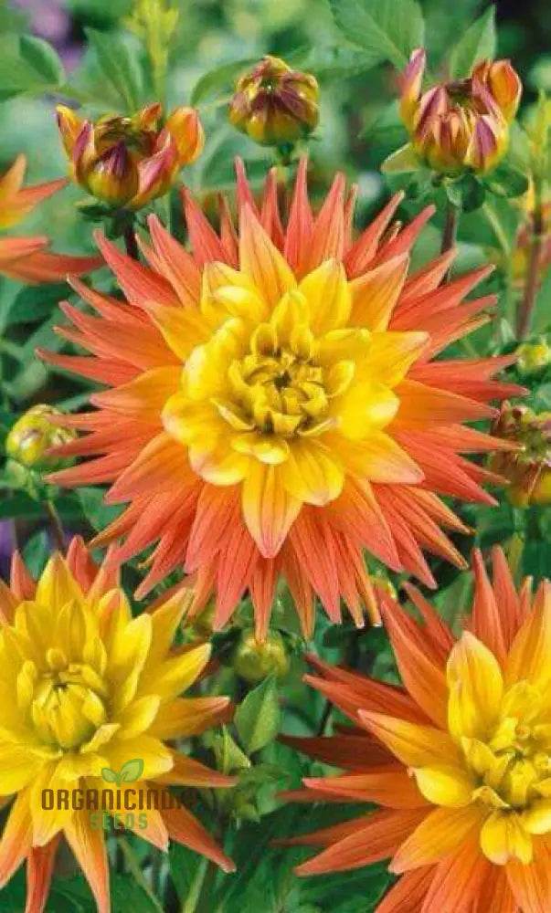 Andraeanum Cereals Seeds For Planting â€“ 100 Pcs Flower Seeds
