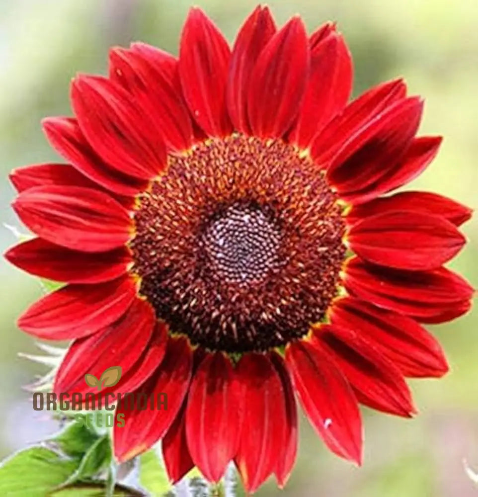 Andraeanum Cereals Seeds For Planting â€“ 100 Pcs Flower Seeds