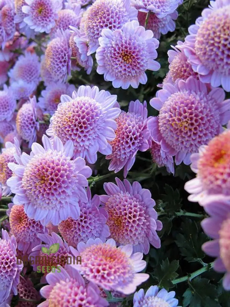 Andraeanum Cereals Seeds For Planting â€“ 100 Pcs Flower Seeds