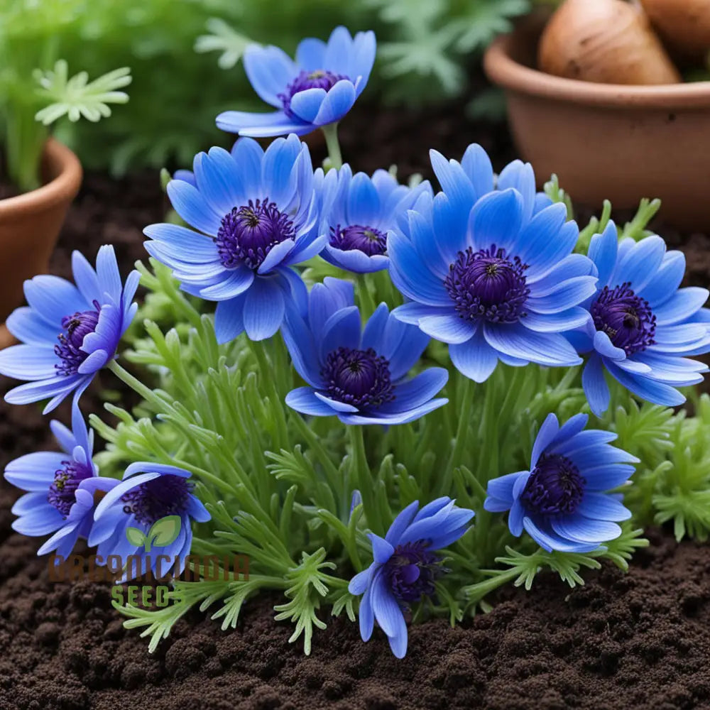 Anemone Blanda Blue Seeds for Garden Planting with Vibrant Blue Blooms
