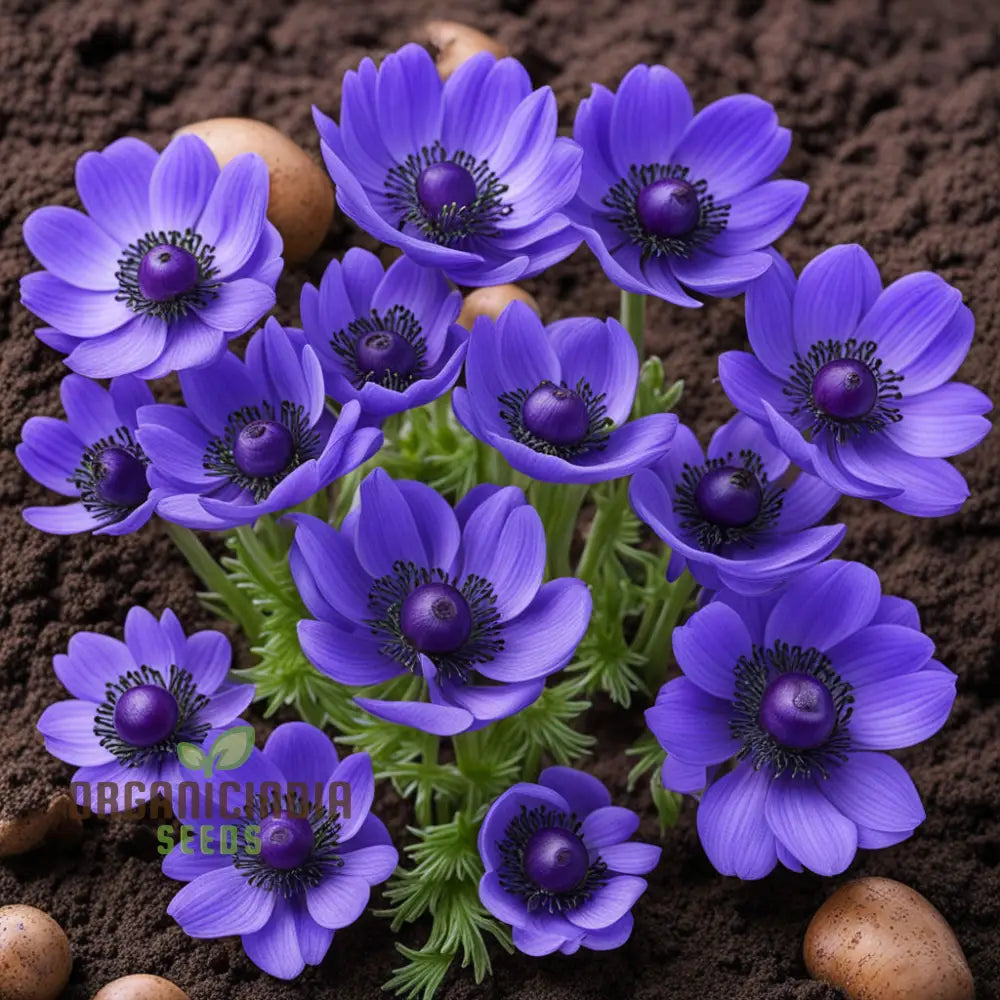 Anemone Blanda Seeds for Landscaping and Spring Flower Beds