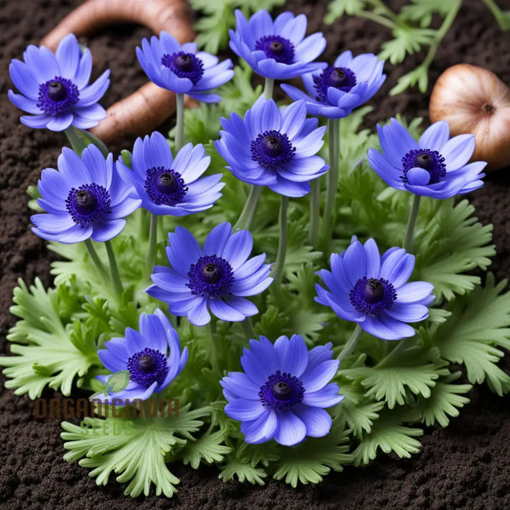 High Quality Anemone Blanda Blue Flower Seeds for Spring Gardens