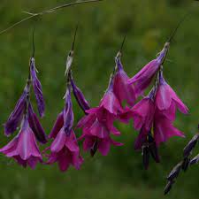 Angel’s Fishing Rod Flower Seeds for Ornamental Planting and Borders