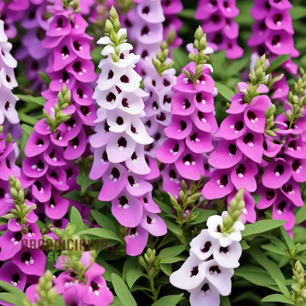 Angelonia Seeds for Colorful Summer Blooms