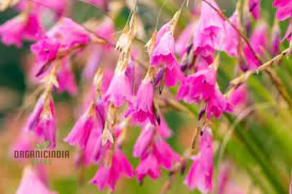 Angelâ€™s Fishing Rods Flower Seeds - Ideal For Gardening Enthusiasts High-Quality Beautiful And