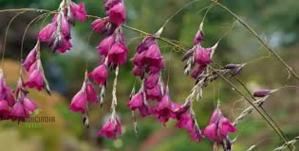 Angelâ€™s Fishing Rods Flower Seeds - Ideal For Gardening Enthusiasts High-Quality Beautiful And